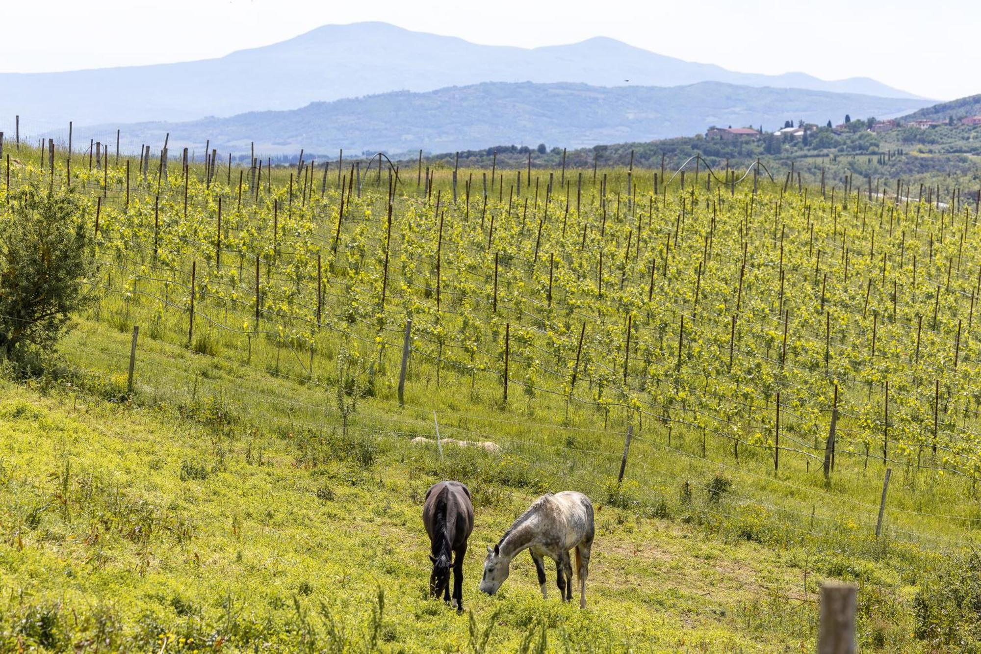 Pociano 1863 - Country House With Stunning View Of Siena Lupompesi エクステリア 写真